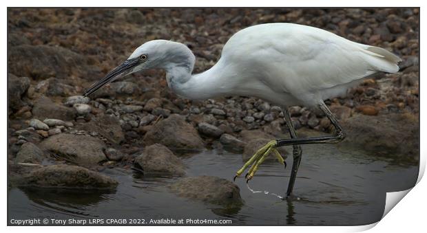  LITTLE EGRET - RYE HARBOUR, EAST SUSSEX Print by Tony Sharp LRPS CPAGB