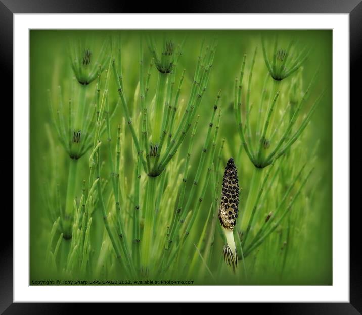 HORSETAIL PLANTS - RYE HARBOUR, E. SUSSEX Framed Mounted Print by Tony Sharp LRPS CPAGB