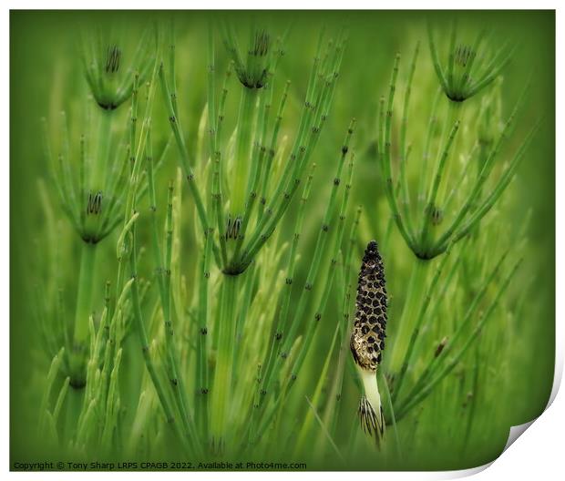 HORSETAIL PLANTS - RYE HARBOUR, E. SUSSEX Print by Tony Sharp LRPS CPAGB