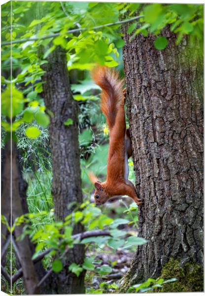 Red Squirrel On A Tree Going Down Canvas Print by Artur Bogacki