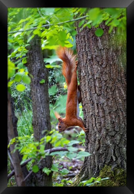 Red Squirrel On A Tree Going Down Framed Print by Artur Bogacki