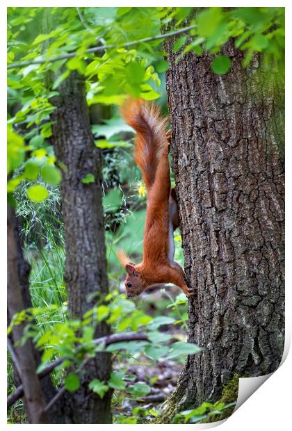 Red Squirrel On A Tree Going Down Print by Artur Bogacki