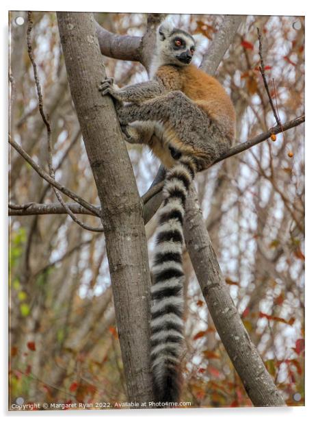Madagascar's Mammalian Marvel Acrylic by Margaret Ryan