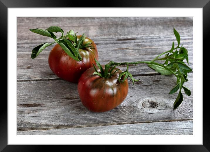 Ripe organic tomatoes on rustic wooden table in close up view   Framed Mounted Print by Thomas Baker