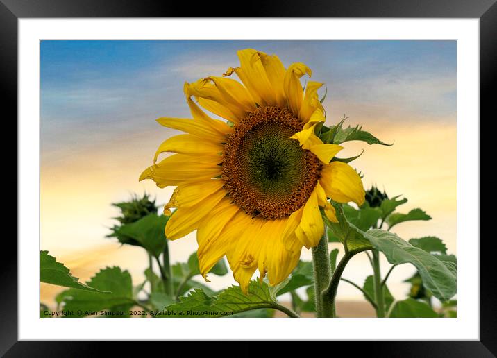Sunflower Framed Mounted Print by Alan Simpson