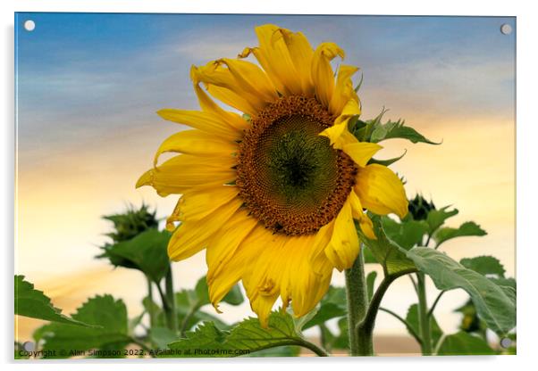Sunflower Acrylic by Alan Simpson