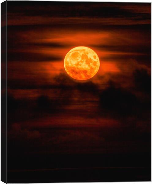 Golden Harvest Moon over Montrose Canvas Print by DAVID FRANCIS
