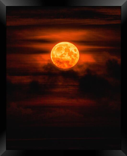 Golden Harvest Moon over Montrose Framed Print by DAVID FRANCIS