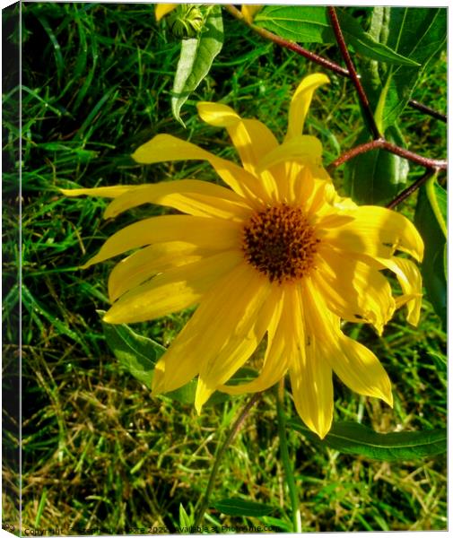 Drooping sunlit daisy Canvas Print by Stephanie Moore