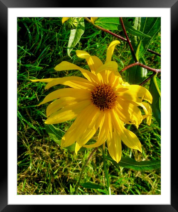 Drooping sunlit daisy Framed Mounted Print by Stephanie Moore