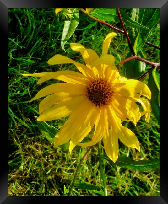 Drooping sunlit daisy Framed Print by Stephanie Moore
