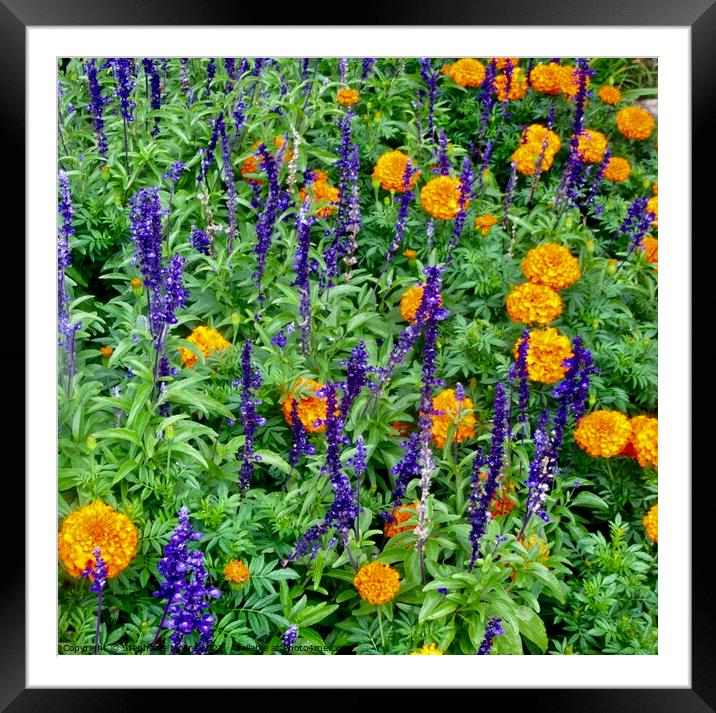 Colourful flowers Framed Mounted Print by Stephanie Moore