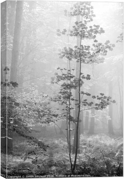 Misty Woodland Canvas Print by Simon Johnson