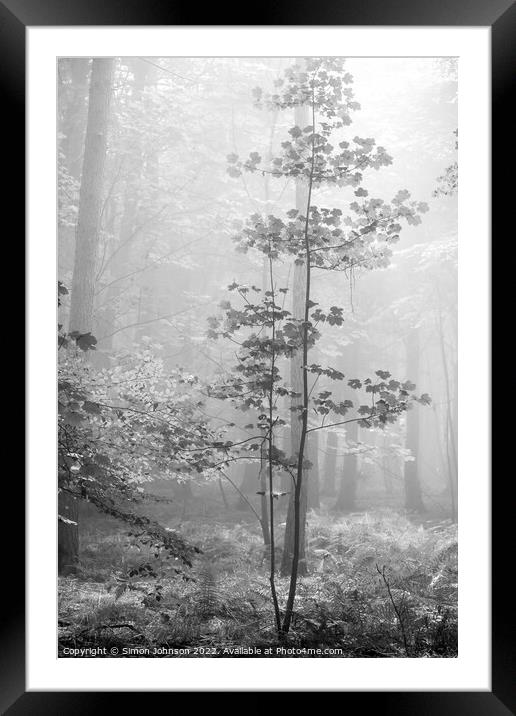 Misty Woodland Framed Mounted Print by Simon Johnson
