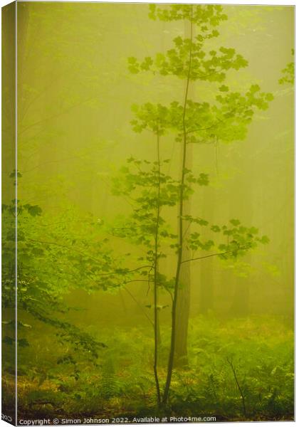  Mist Woodland Canvas Print by Simon Johnson