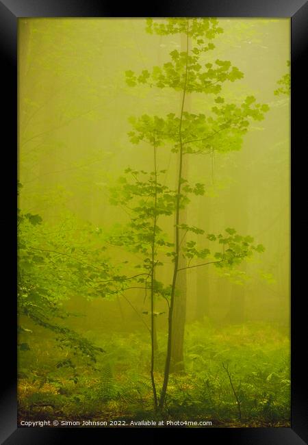  Mist Woodland Framed Print by Simon Johnson