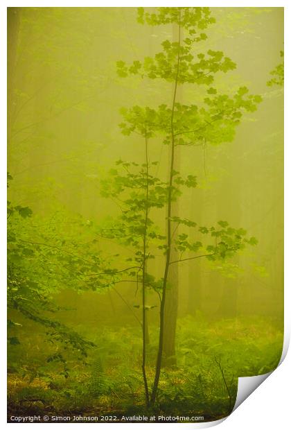  Mist Woodland Print by Simon Johnson