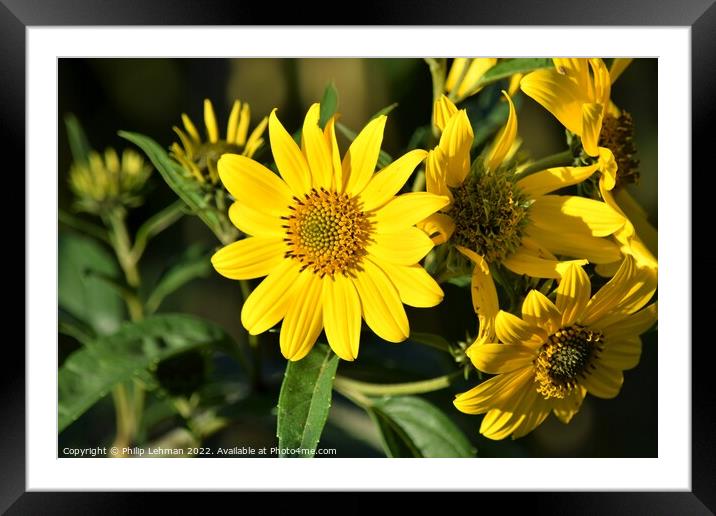 Oxeye (1A) Framed Mounted Print by Philip Lehman