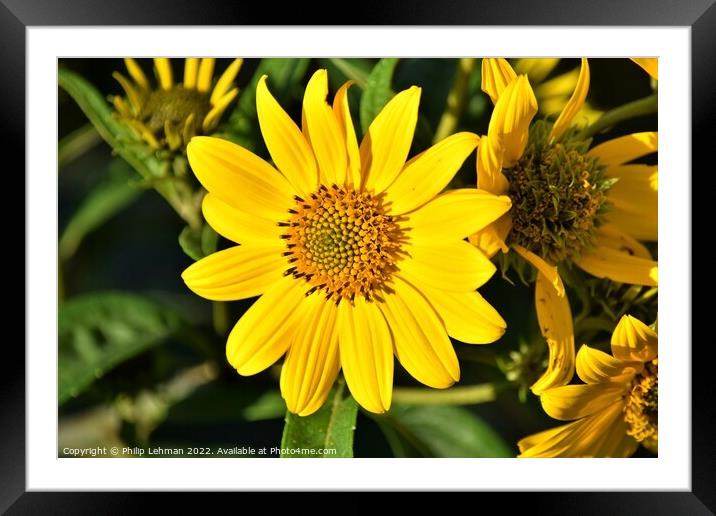Oxeye (4A) Framed Mounted Print by Philip Lehman