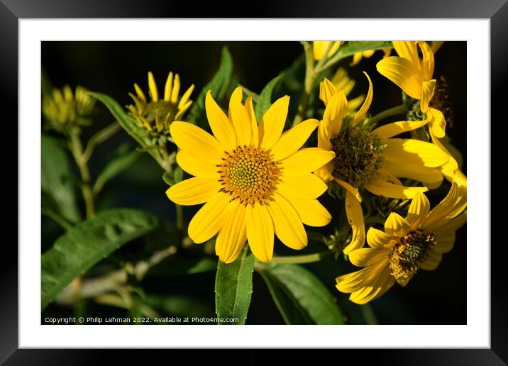 Oxeye (7A) Framed Mounted Print by Philip Lehman