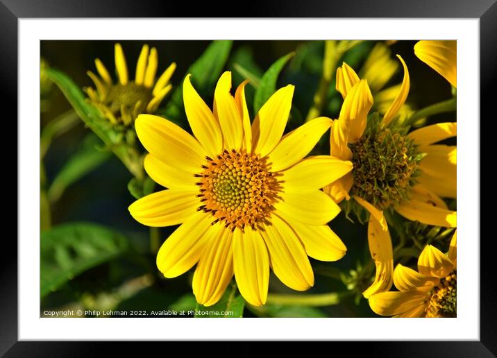 Oxeye (3A) Framed Mounted Print by Philip Lehman