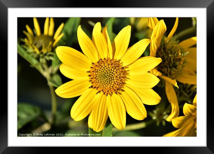 Oxeye (6A) Framed Mounted Print by Philip Lehman