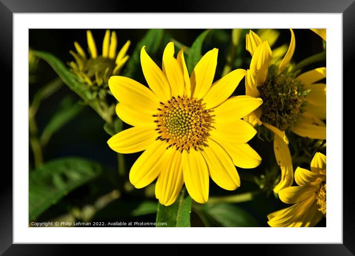 Oxeye (10A) Framed Mounted Print by Philip Lehman