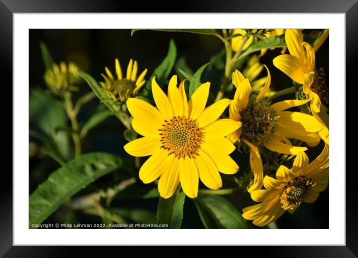 Oxeye (8A) Framed Mounted Print by Philip Lehman