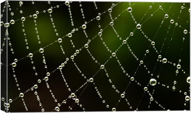 Intricate detail of a cobweb Canvas Print by Cliff Kinch