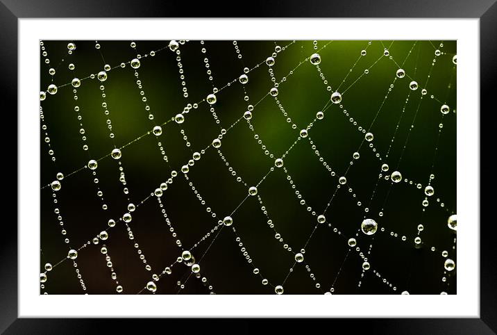 Intricate detail of a cobweb Framed Mounted Print by Cliff Kinch