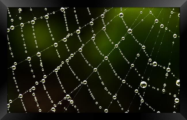 Intricate detail of a cobweb Framed Print by Cliff Kinch