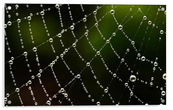 Intricate detail of a cobweb Acrylic by Cliff Kinch