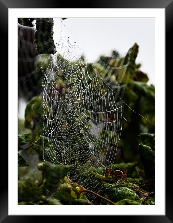 Cobweb in mist Framed Mounted Print by Cliff Kinch