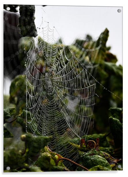 Cobweb in mist Acrylic by Cliff Kinch