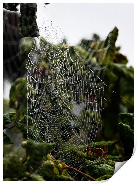 Cobweb in mist Print by Cliff Kinch