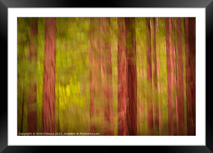 Redwood Forest Foliage Framed Mounted Print by Errol D'Souza