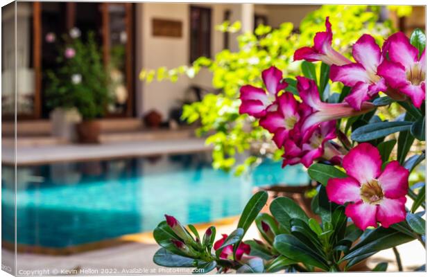 Adenium flowers by swimming pool  Canvas Print by Kevin Hellon