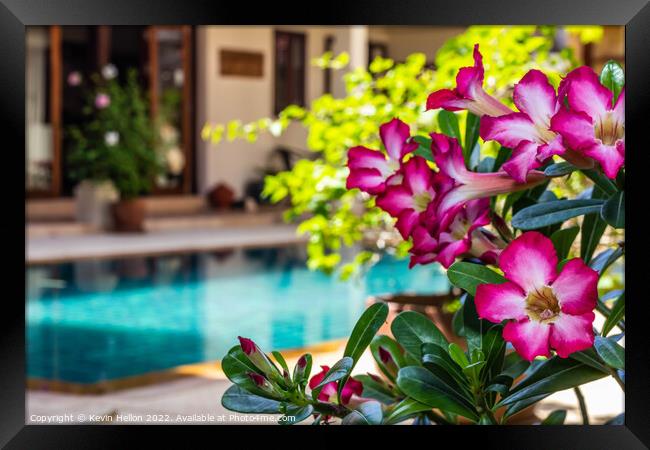 Adenium flowers by swimming pool  Framed Print by Kevin Hellon