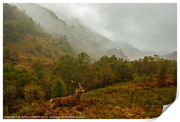 Young Stag in Glen Nevis Highlands of Scotland Print by Jenny Hibbert
