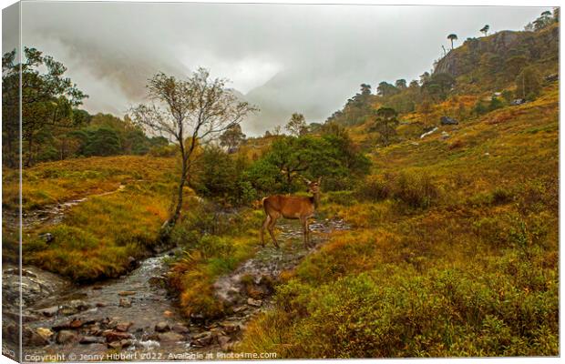 Young Red deer watching a Stag, Glen Nevis, Highlands of Scotland Canvas Print by Jenny Hibbert