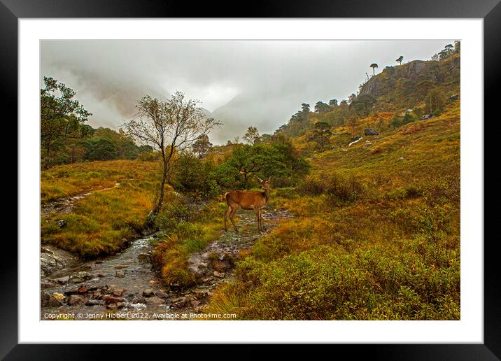 Young Red deer watching a Stag, Glen Nevis, Highlands of Scotland Framed Mounted Print by Jenny Hibbert