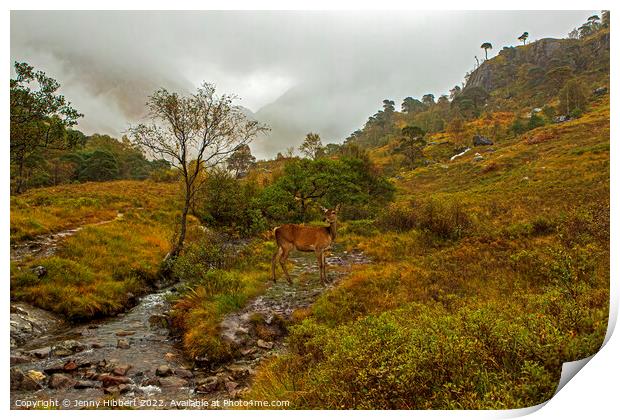 Young Red deer watching a Stag, Glen Nevis, Highlands of Scotland Print by Jenny Hibbert
