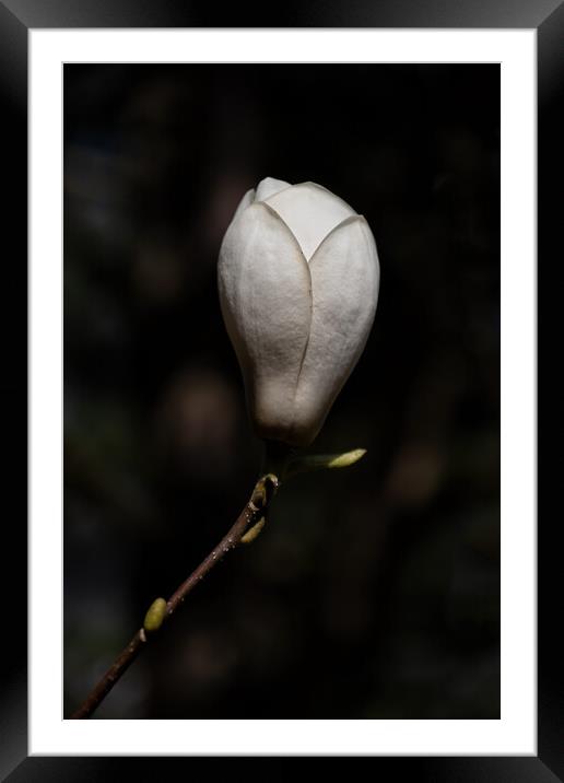Magnolia Soulangeana Lennei Alba Flower Framed Mounted Print by Artur Bogacki
