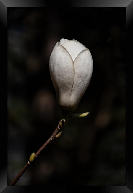 Magnolia Soulangeana Lennei Alba Flower Framed Print by Artur Bogacki
