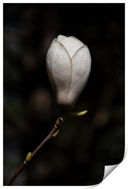 Magnolia Soulangeana Lennei Alba Flower Print by Artur Bogacki