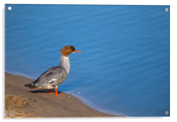 Mergus Merganser Water Bird At River Shore Acrylic by Artur Bogacki