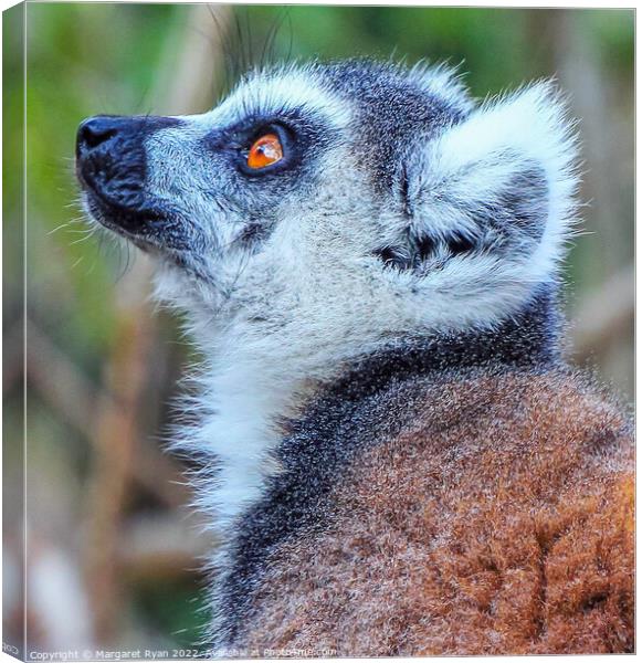 The Enchanting Eyes of a Ring-Tailed Lemur Canvas Print by Margaret Ryan