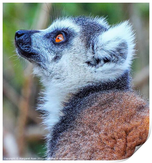 The Enchanting Eyes of a Ring-Tailed Lemur Print by Margaret Ryan