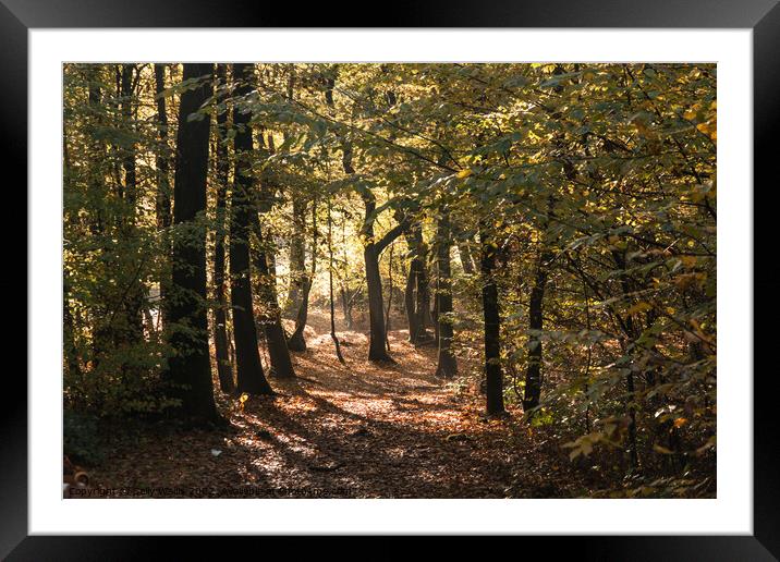 Sunlight through Forest Framed Mounted Print by Sally Wallis