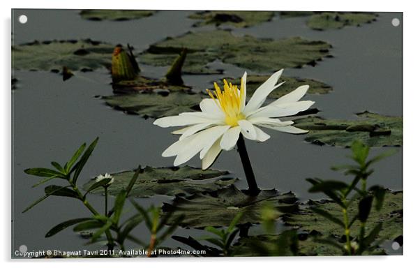 White Waterlily Acrylic by Bhagwat Tavri